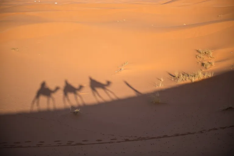Caravane de dromadaires dans les dunes de Merzouga