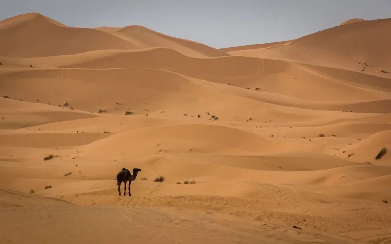 Dromadaire dans le désert de Merzouga